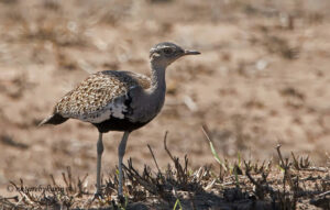 Red-chested Korhaan