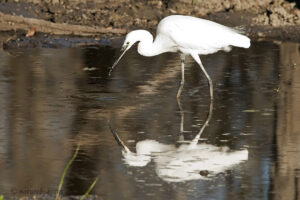 Little Egret