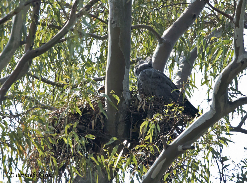 African Harrier Hawk