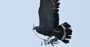 African Harrier-Hawk