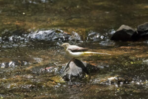 Grey Wagtail