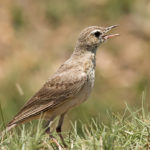 Buffy Pipit