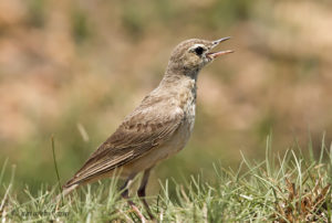 Buffy Pipit