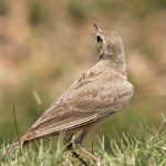 Buffy Pipit