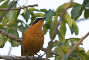 White-browed Robin Chats