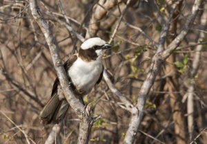 Southern White-crowned shrike