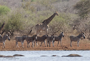Giraffe, Zebra