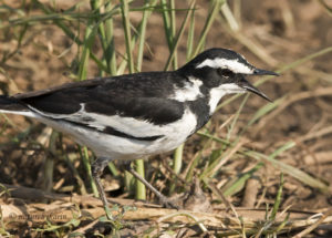 Pied Wagtail