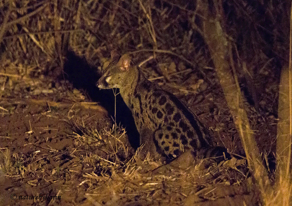 Large Spotted Genet