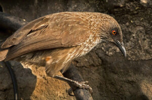 Arrow-marked Babbler