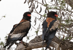 Bateleur
