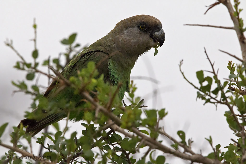 Brown-headed parrot