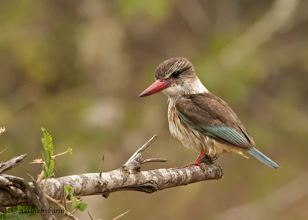 Brown hooded kingfisher