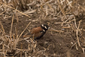Chestnut-backed Sparrow-lark