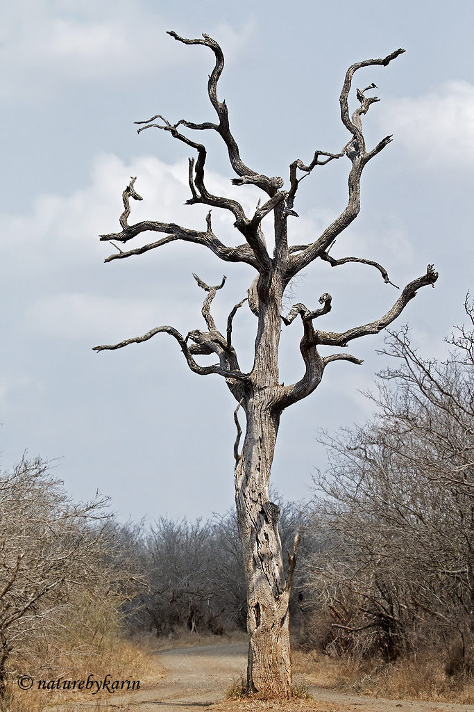 Gomondwane loop tree