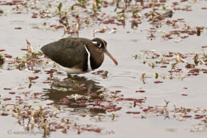 Greater Painted Snipe