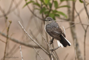 Grey Tit-flycatcher