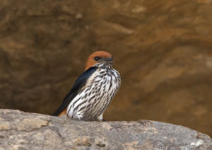 Lesser Striped swallow