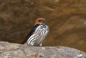 Lesser Striped swallow