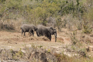 Sabie River elephants