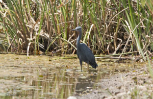 Slaty Egret