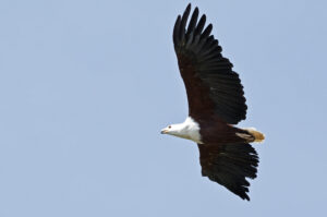 African Fish Eagle