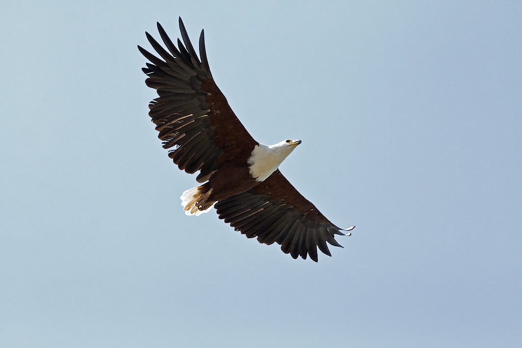 African Fish Eagle