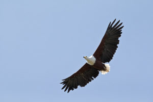 African Fish Eagle