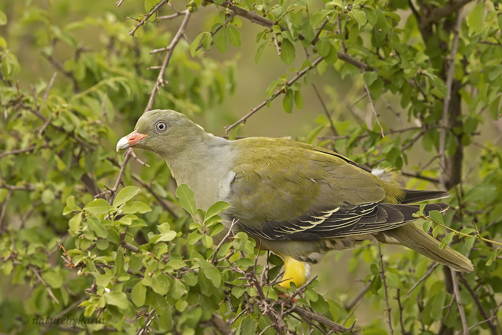 African Green Pigeon