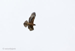 African Hawk Eagle