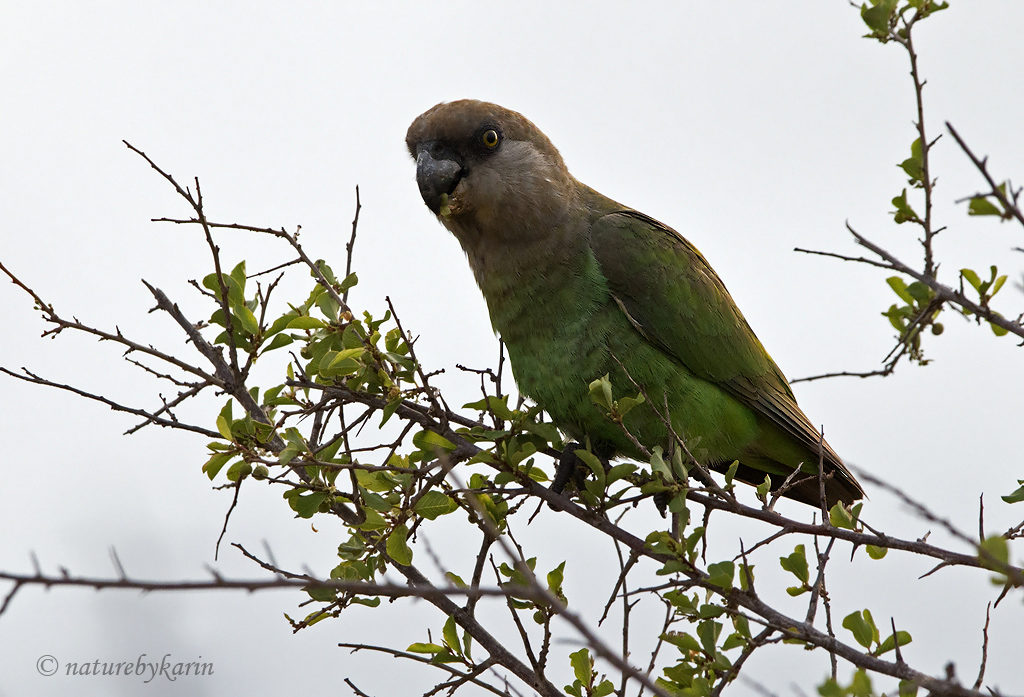 Brown-headed parrot