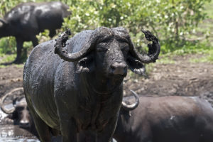 Buffalo