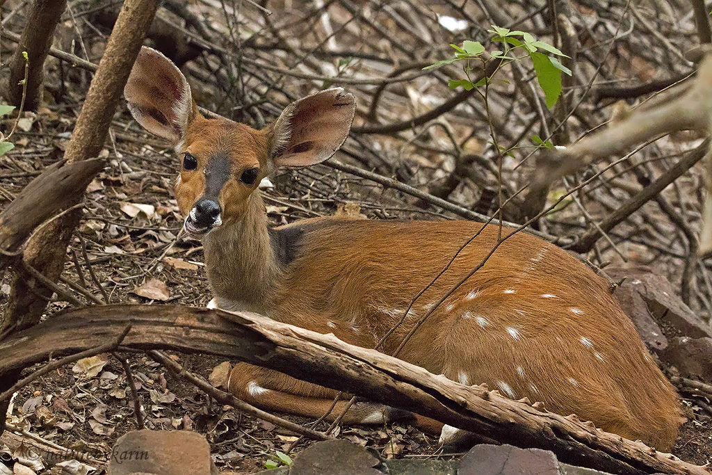 Bushbuck