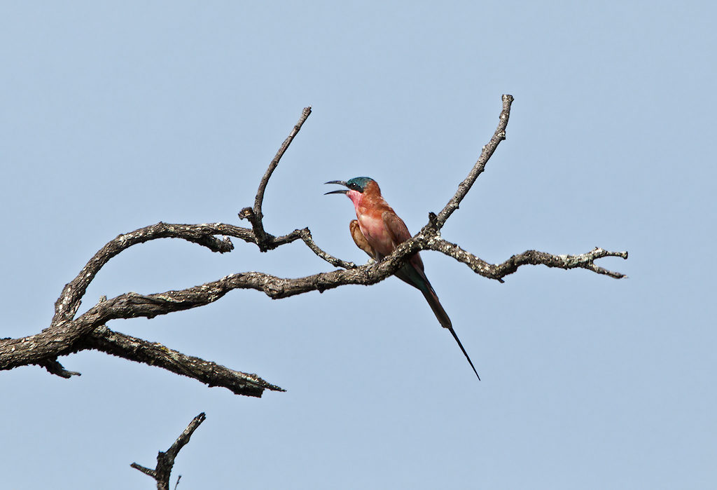 Carmine Bee-eater