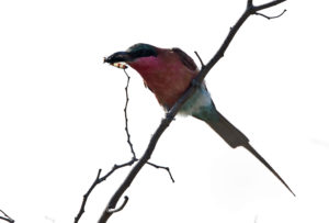 Carmine Bee-eater