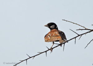 Chestnut-backed Sparrowlark