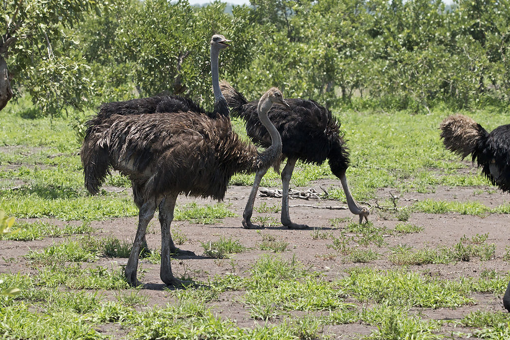 Common Ostrich