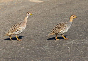 Coqui Francolin