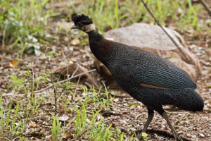 Crested guineafowl