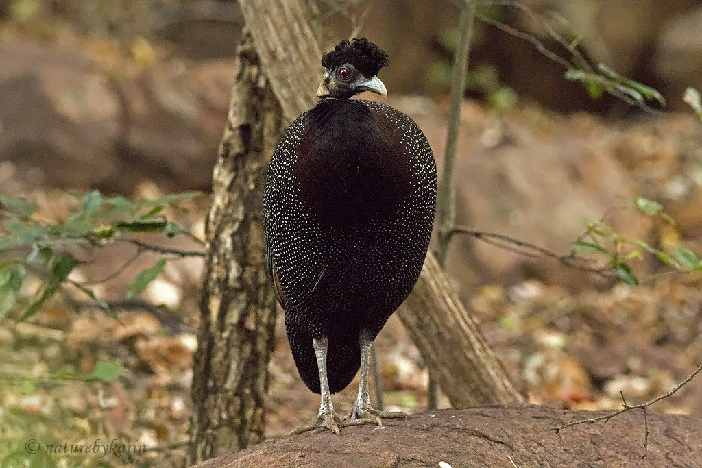 Crested guineafowl