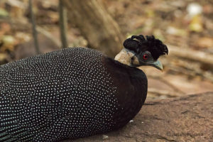 Crested guineafowl