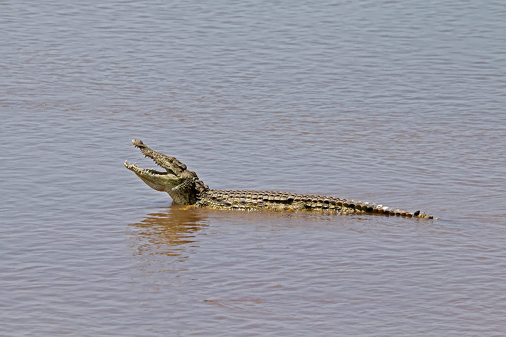 Crocodile