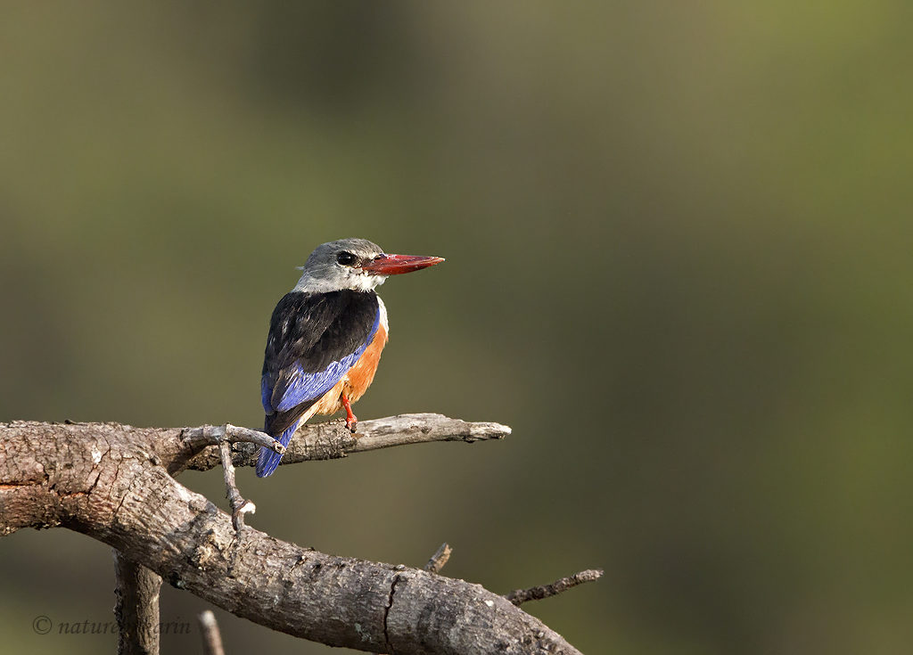 Grey-headed Kingfisher