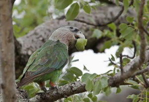 Grey-headed parrot