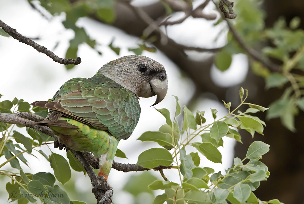 Grey-headed parrot