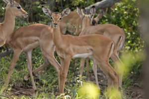 Impala