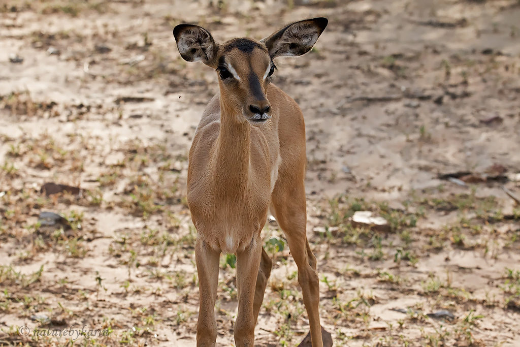 Impala