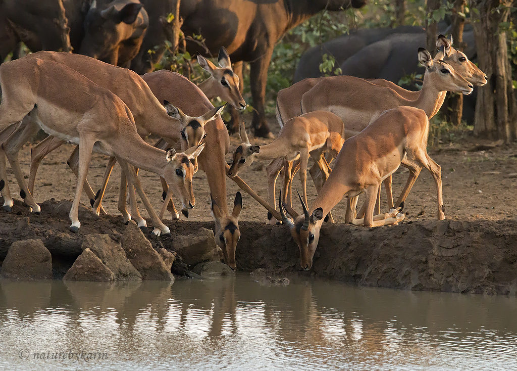 Impala