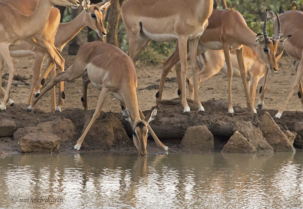 Impala