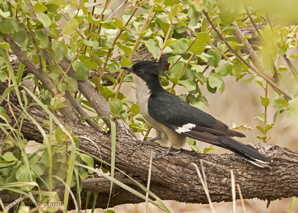 Jacobin Cuckoo